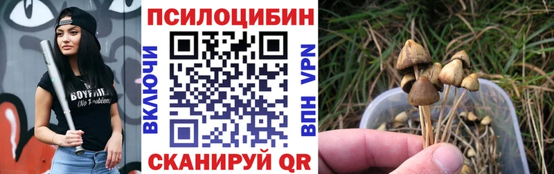 Купить где  Вольск  Галлюциногенные грибы Psilocybe 